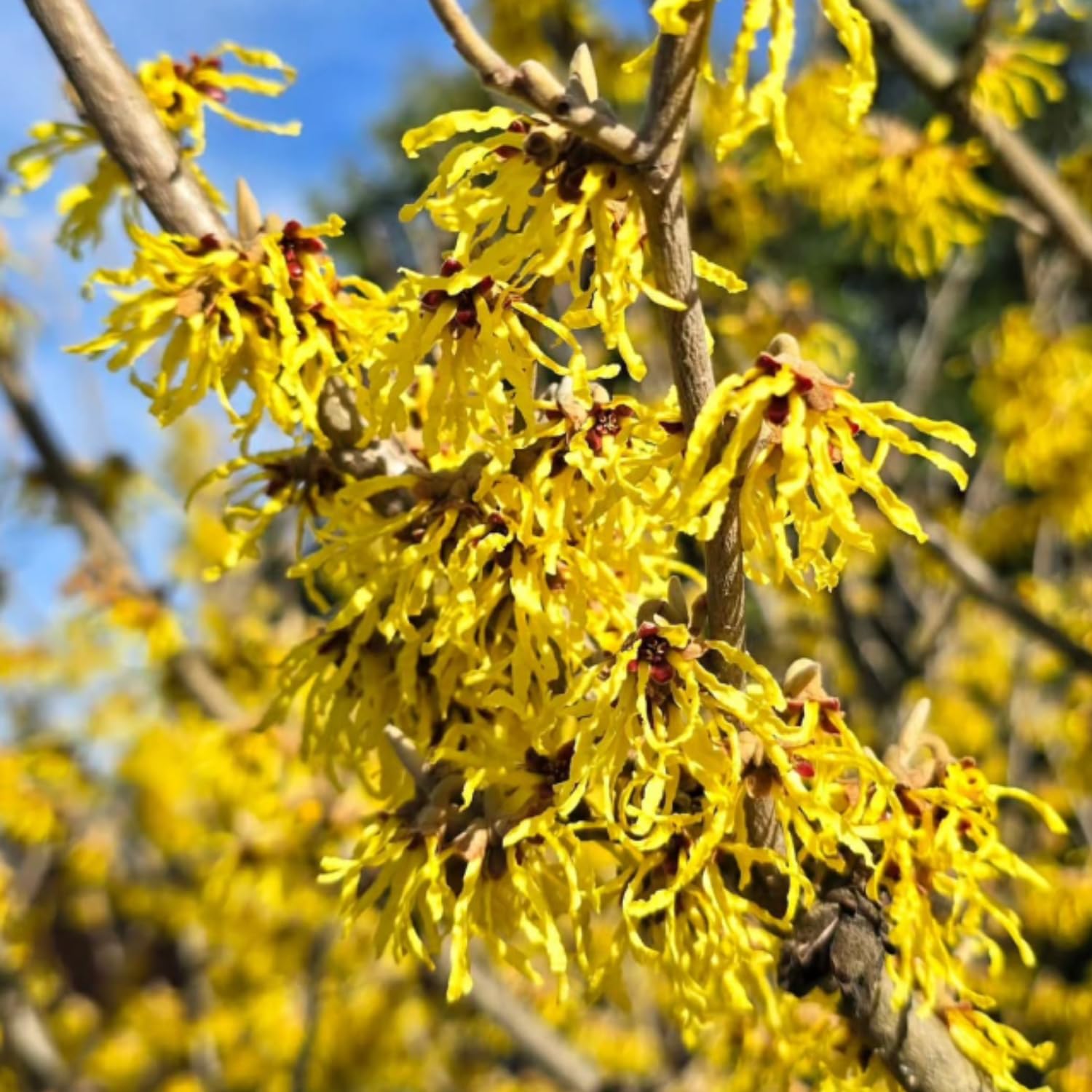 2 Witchhazel Bare Root Plant Live, Yellow Flowering Bushes, 12-16'' Tall, Witch Hazel Plant for Outdoor Garden