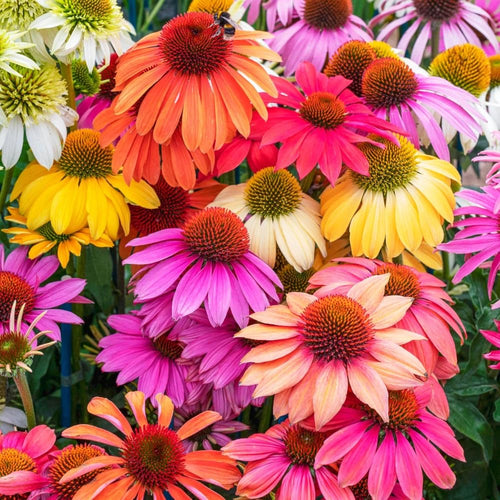2 Random Coneflower Plants Live, Echinacea Live Plants Coneflower Perennial, 3-5” Tall, Well-Rooted Plug