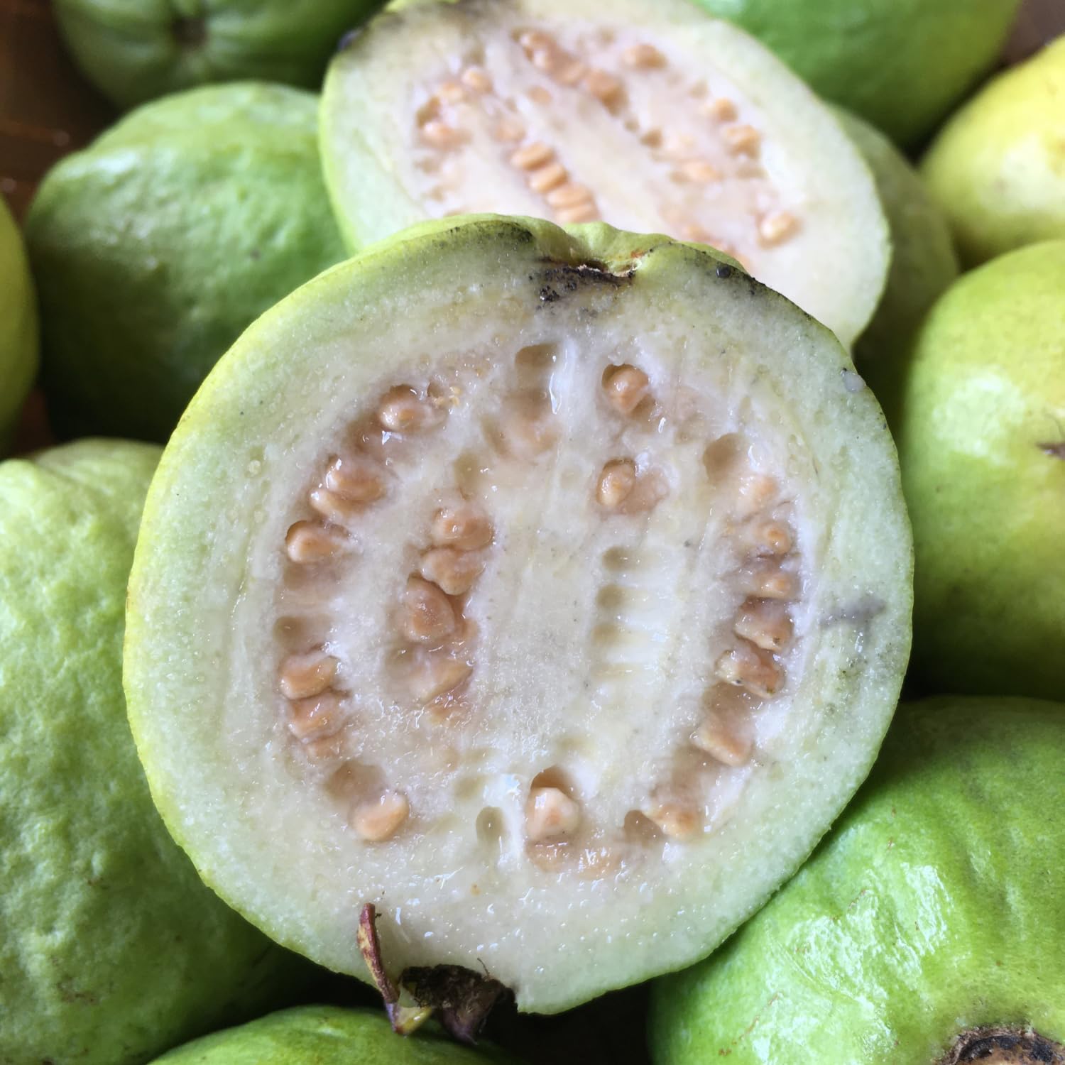Guava Tree in 3 Gallon Pot, High Yielding Guava Fruit Tree Plant for Outdoor Garden, Tropical Plant for Backyard Orchard, Patio or Landscape Growing (White Guava)