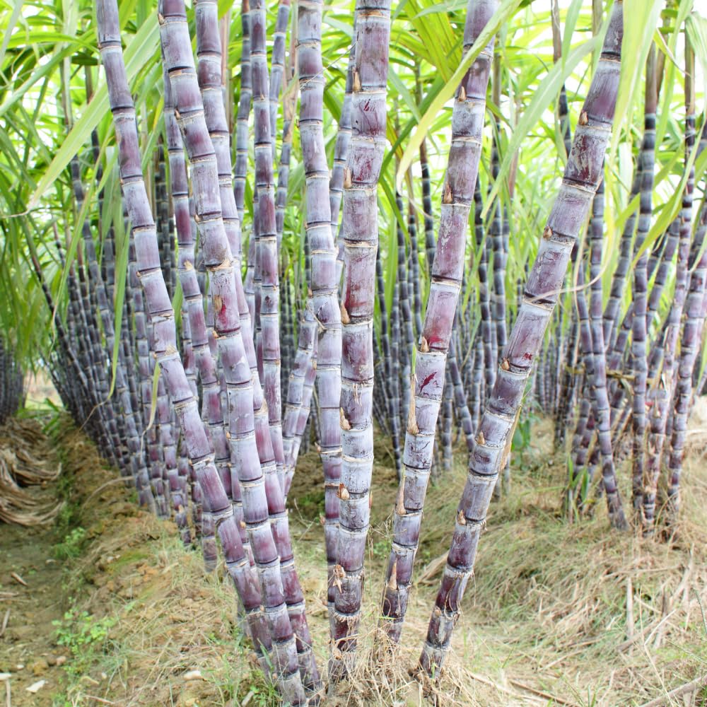 Purple Sugarcane Plant in 6" Pot, 3-4 Sugar Cane Plants Potted, Fast Growing Tropical Starter Plants for Indoor and Outdoor Gardening, No Ship to CA