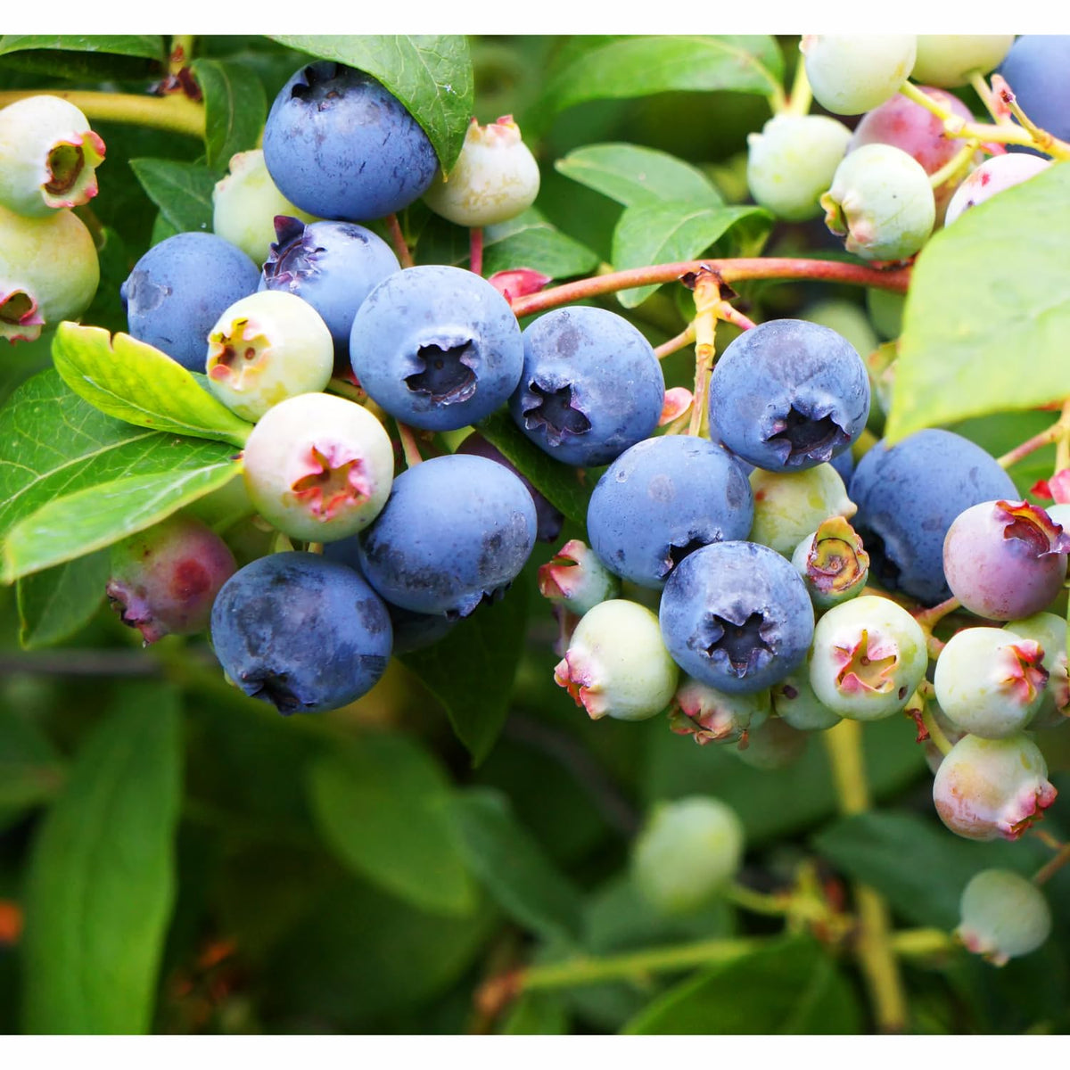 Set 2 Blueberry Bushes Live Plants, Blueberry Plants Live for Planting, Blueberry Fruit Trees, 5-9 Inch Tall (Legacy Blueberry)