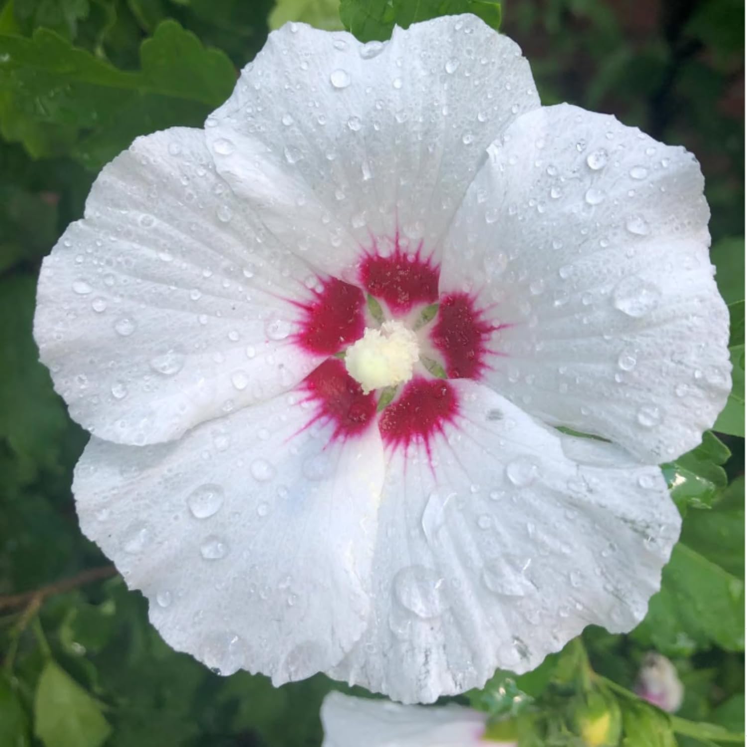 Red White Rose of Sharon Plant Live, Althea Hibiscus Flower 2-6 Inches, Vibrant Bloom for Outdoor Garden