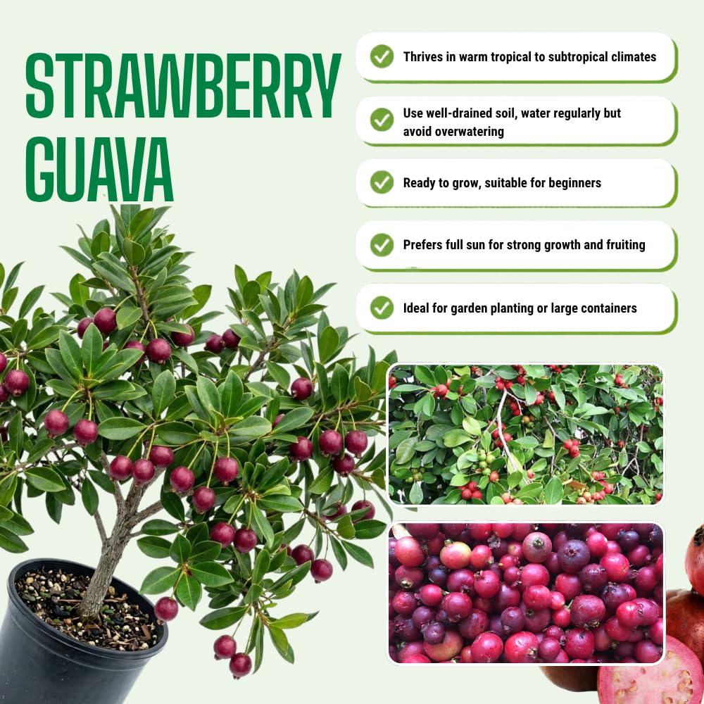 Strawberry Guava Plant Live, Hardy Tropical Guava Plant 3-4 Feet, Guava Fruit Tree Well Rooted in 3 Gallon Pot, No Ship to CA