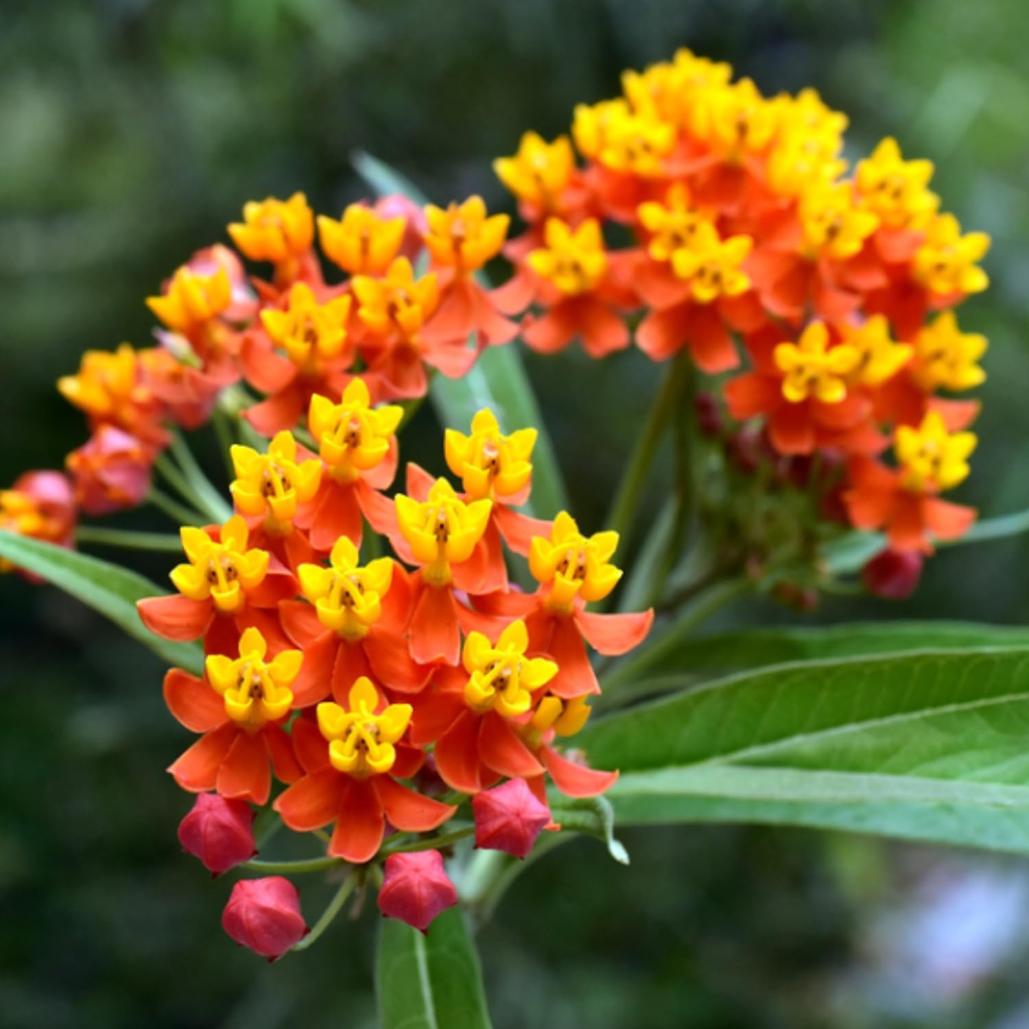 Set 4 Butterfly Milkweed Plants Live, Milkweed Live Plants, 5-8" Height, Ornamental Asclepias Tuberosa Perennial Flowers (Red Milkweed)