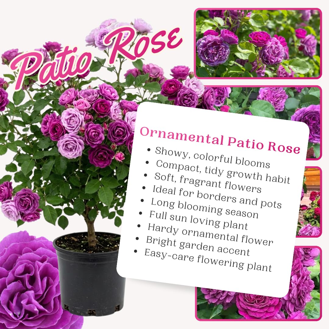 Purple Rose Plant Live in 3 Gallon Pot, Compact Hardy Rose Shrub with Colorful Blooms for Patio, Container and Outdoor Planting