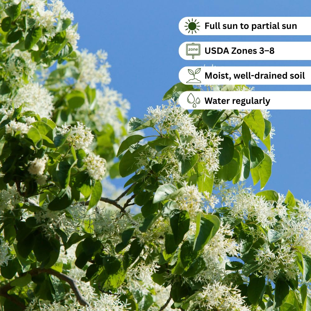 White Fringe Tree Live Plant, Fringe Bare Root for Planting, 16-20 Inc Tall, White Flowers, Hardy Ornamental Trees for Outdoor Garden