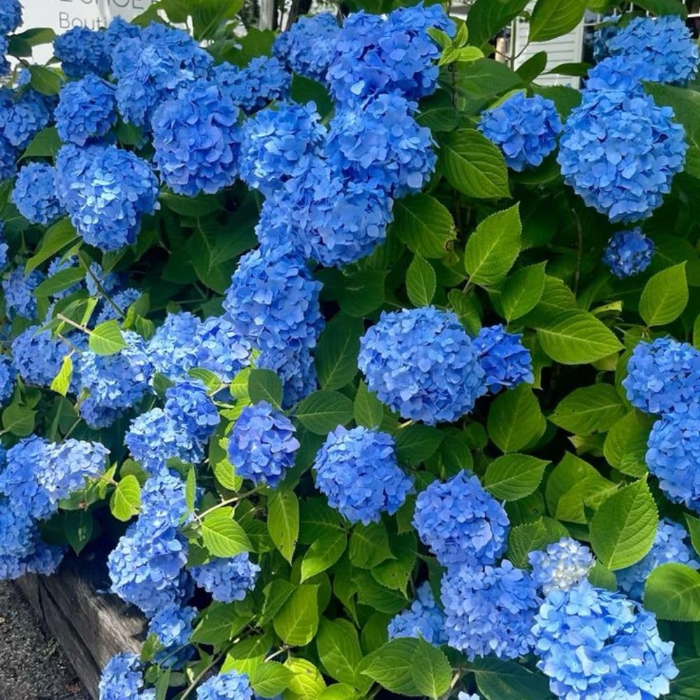 Hydrangea Blue Live Plant 1-1.5 ft Tall, Hydrangea Bush Plant, Outdoor Flowering Shrub, Garden Landscaping Plant, Hardy Perennial with Vibrant Blue Blooms, Bare Root