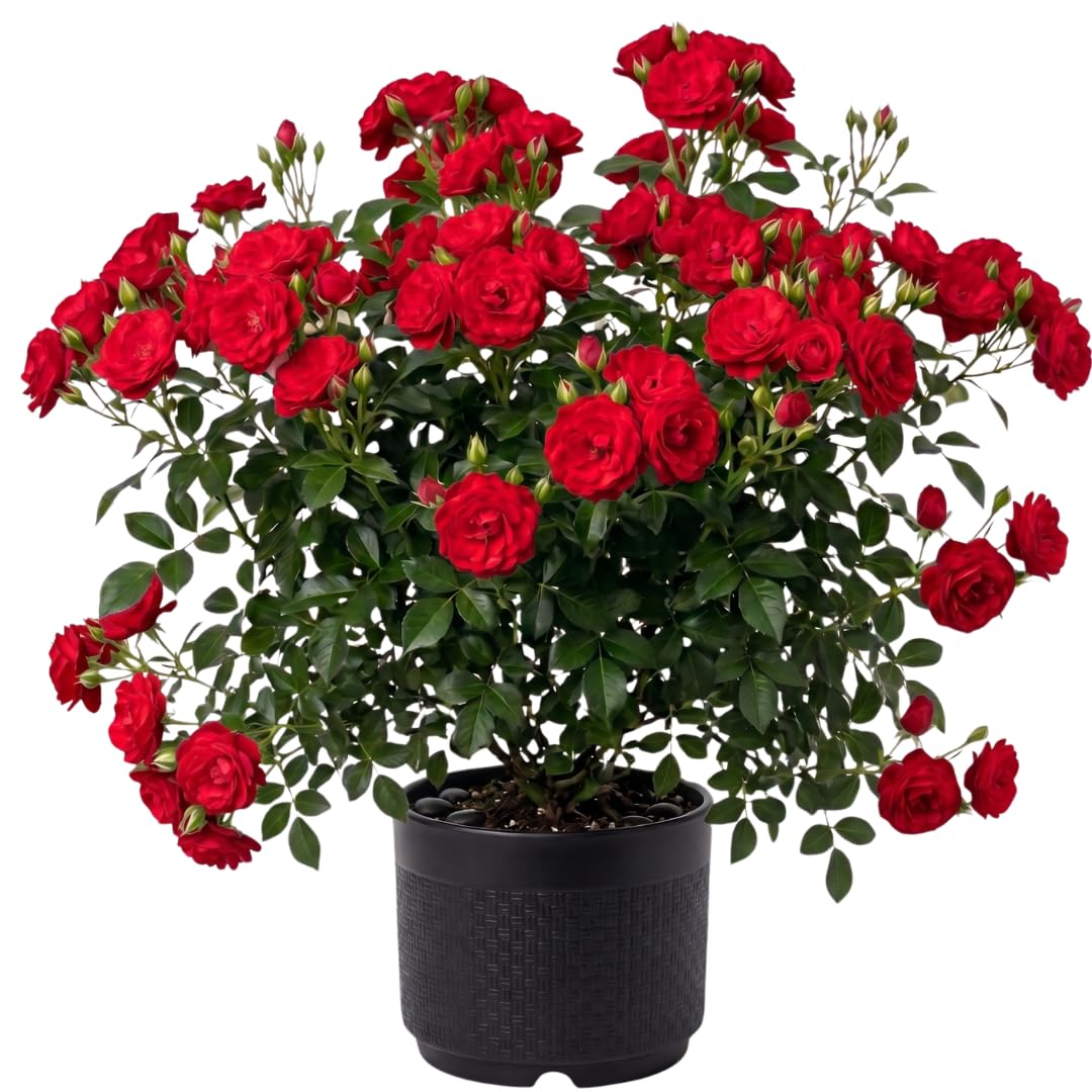 Live Red Rose Plant for Planting, Hardy Flowering Plant, Rose Flowering Shrub in 3 Gallon Pot for Containers, Landscapes, and Backyard Gardens, No Ship to CA