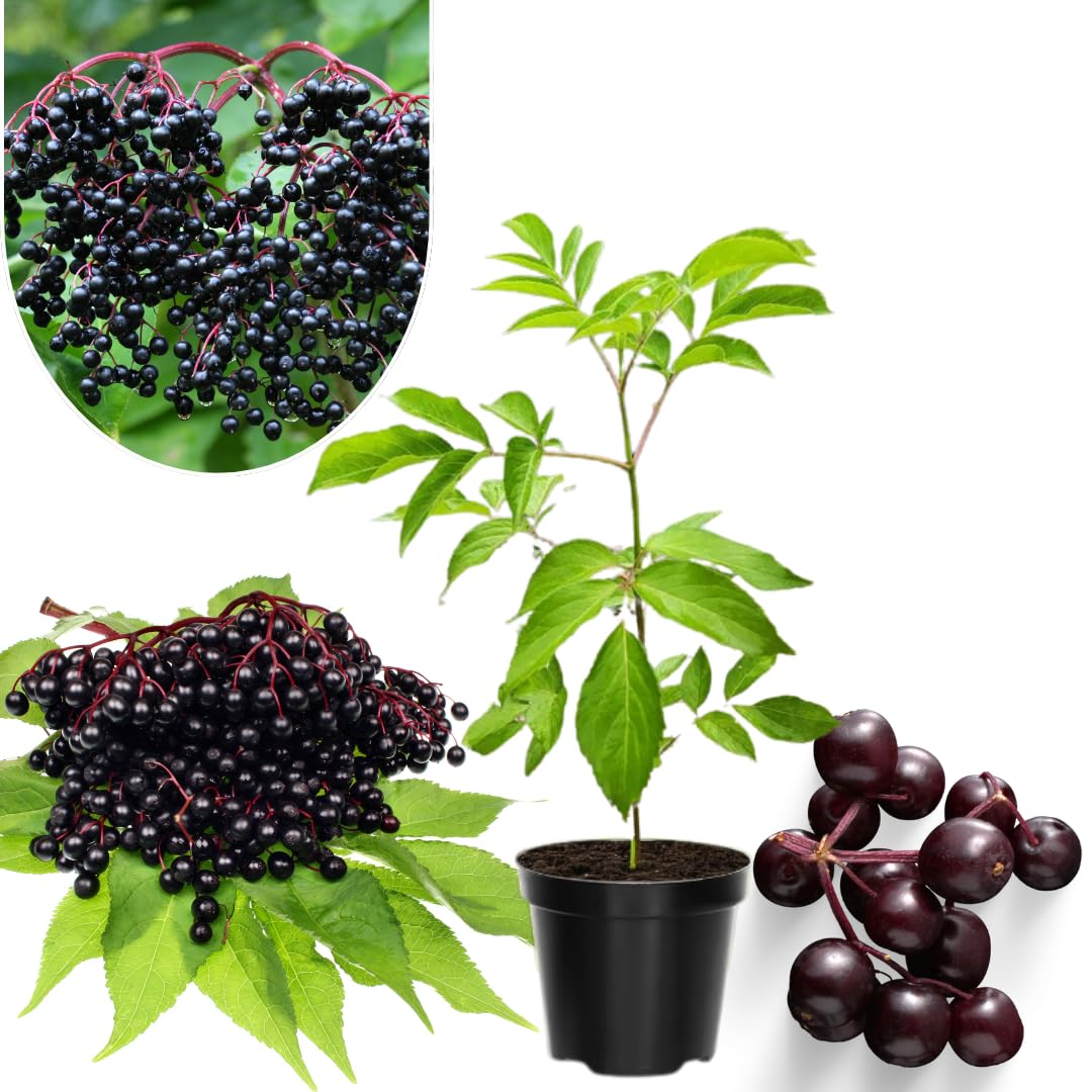 Elderberry Plants Live for Planting, 1 Year Old Tree, Dormant, Cold Hardy, Elderberry Bushes, 6-12", Quart Pot Size