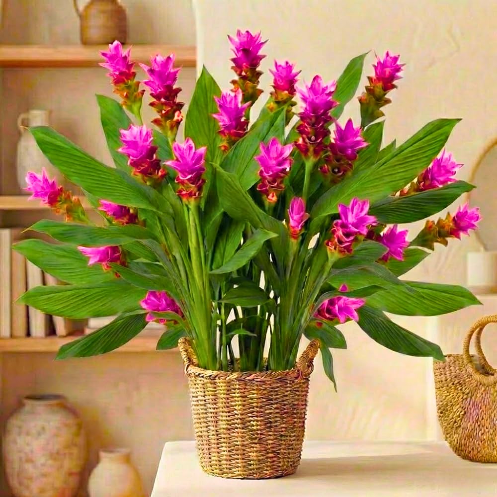 Ginger Curcuma Live Plant for Outdoor Planting, Very Hardy, Herbs Plants Perennial for Zones 8 to 11, Size 5-9" in Tall, No Pot, Turmeric Color