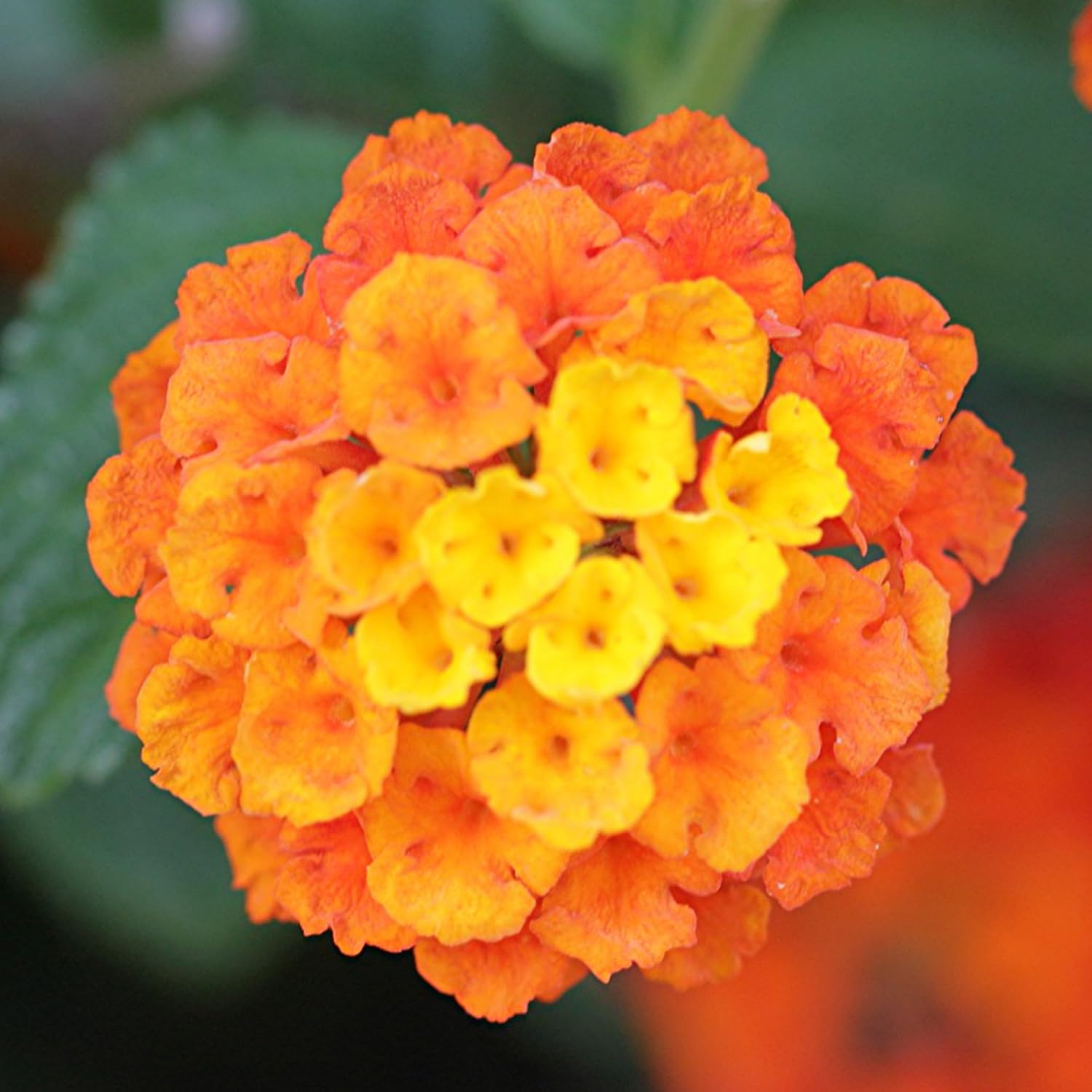 Pack 4 Lantana Plants Live for Planting, Trailing Live Plants 4-9 Inch Tall, Perennial Lantanas Flowers Indoor Outdoor (Orange Lantana)