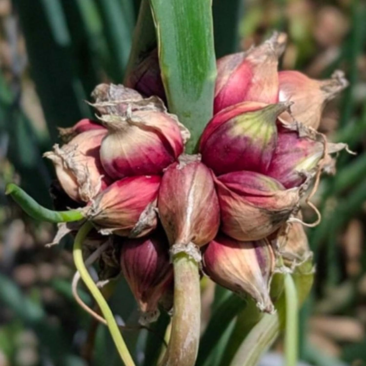 Set 20 Walking Onion Bulbs for Planting Hardy Red Onion Tree Topset Bulbils