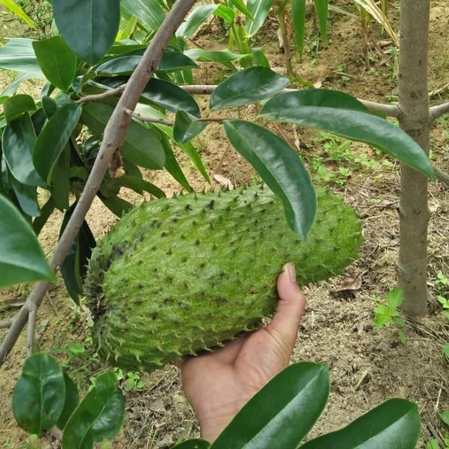 Soursop Tree Live, Guanabana Soursop Fruit Tree in 3 Gallon Pot, Tropical Graviola Fruit Plant for Home Garden