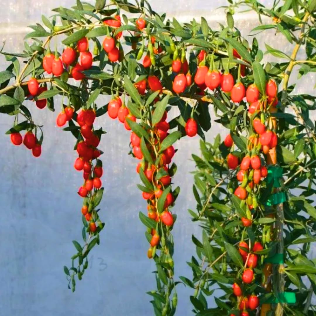 Sets 2 Starter Goji Berry Trees Live Plants, 6 to 10" Tall for Gardening, Red Goji Berries