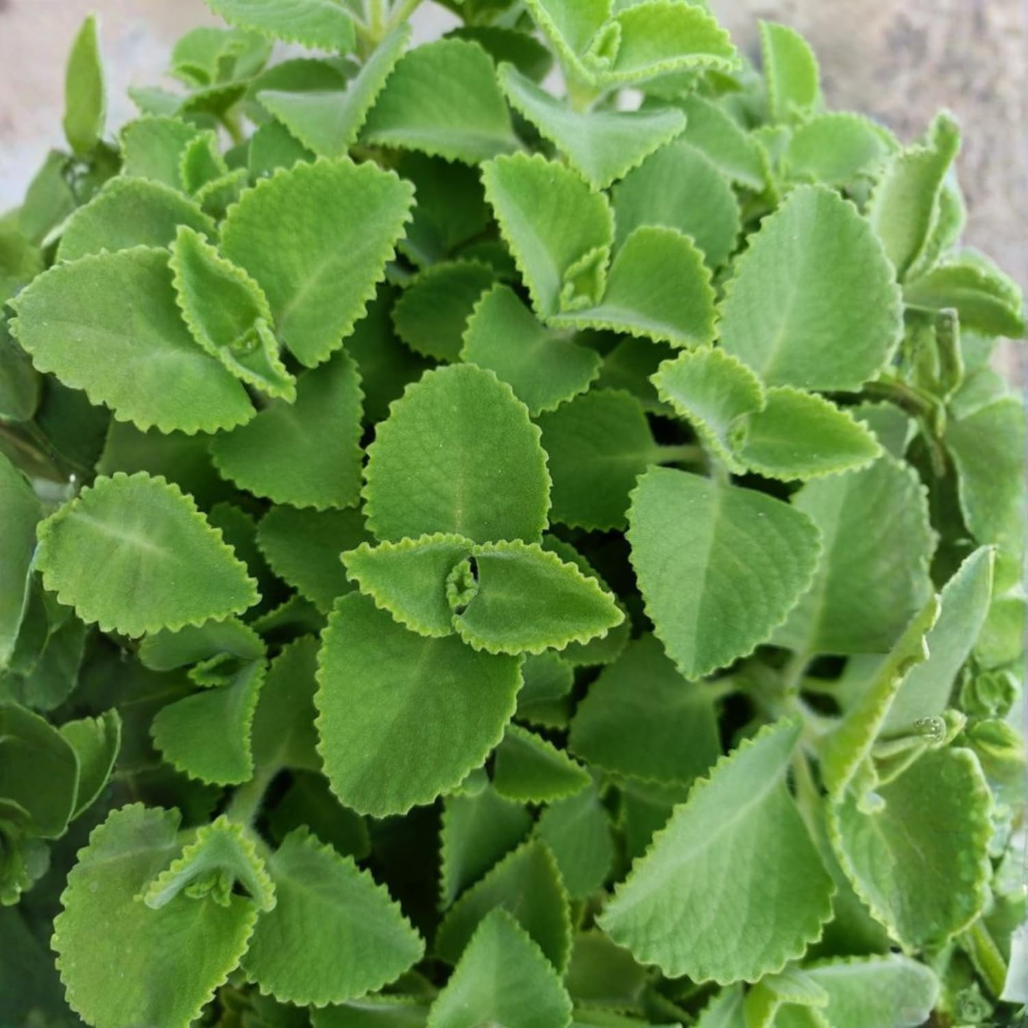 2 Cuban Oregano Plants Live 4-6'' Tall, Fragrant Herb Ready to Grow, Garden or Containers Planting