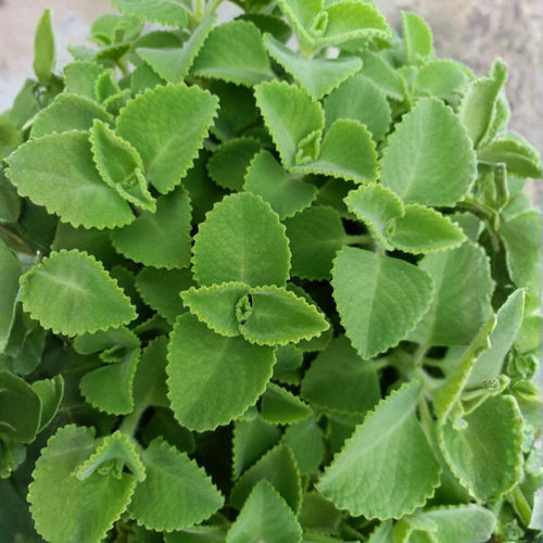 2 Cuban Oregano Plants Live 4-6'' Tall, Fragrant Herb Ready to Grow, Garden or Containers Planting