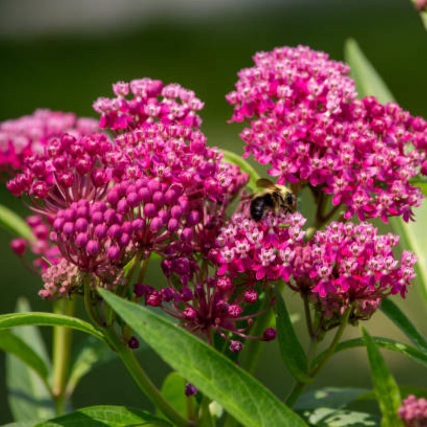 Live Milkweed Plants, 4 Pink Milkweed Live Plants, Asclepias Tuberosa Perennial Flowers for Growing Outdoor Indoor, Flower Plant from 5 to 9 Inches Long
