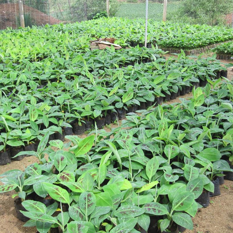 Super Sweet Banana Plant Live for Planting, Banana Trees Live Plants for Outdoor Indoor Planting, Cold Hardy, 4-7" in Tall, No Pot, Musa Plant