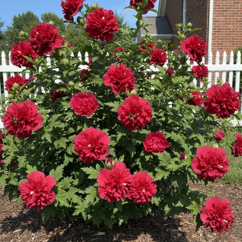 Red Althea Rose of Sharon Tree Live Plant, 1 Year Old Dormant Seedling in Quart Pot, Hibiscus Syriacus for Outdoor Planting, Cold Hardy
