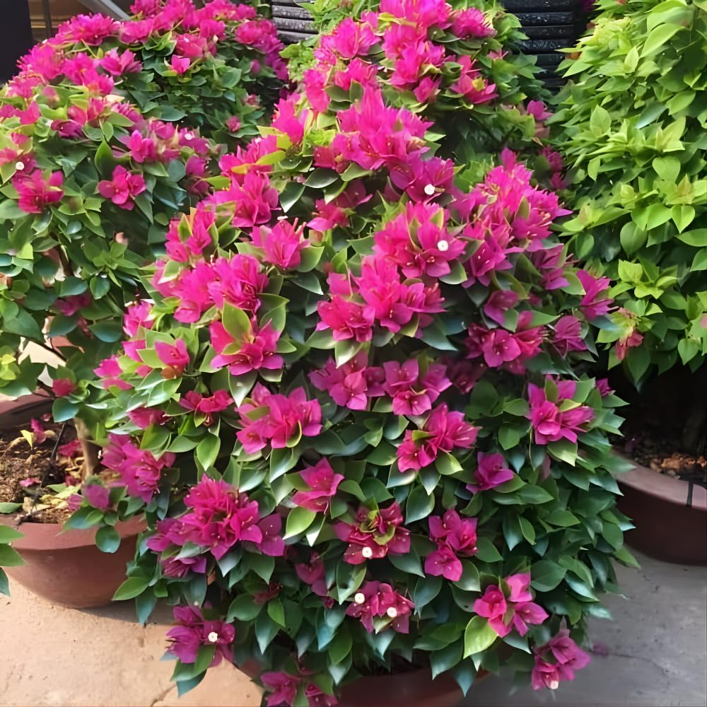 2 Bougainvillea Plants Live, Bougainvillea Flowering Vine Plant, Colorful Climbing Plants for Indoor Outdoor Garden 4-7 Inches (Deep Pink)