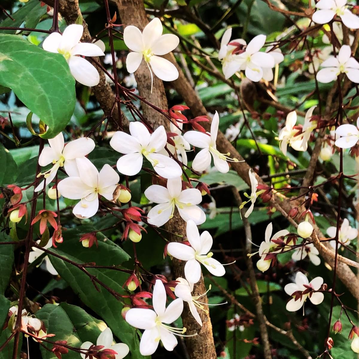 Clerodendrum Smithianum Plant, 1-2 Ft Tall, 3 Gallon Pot Fragrant Light Bulb Chain of Glory Flowers Vine Bush, Clerodendrum Plants, Well Rooted for Planting Outdoor