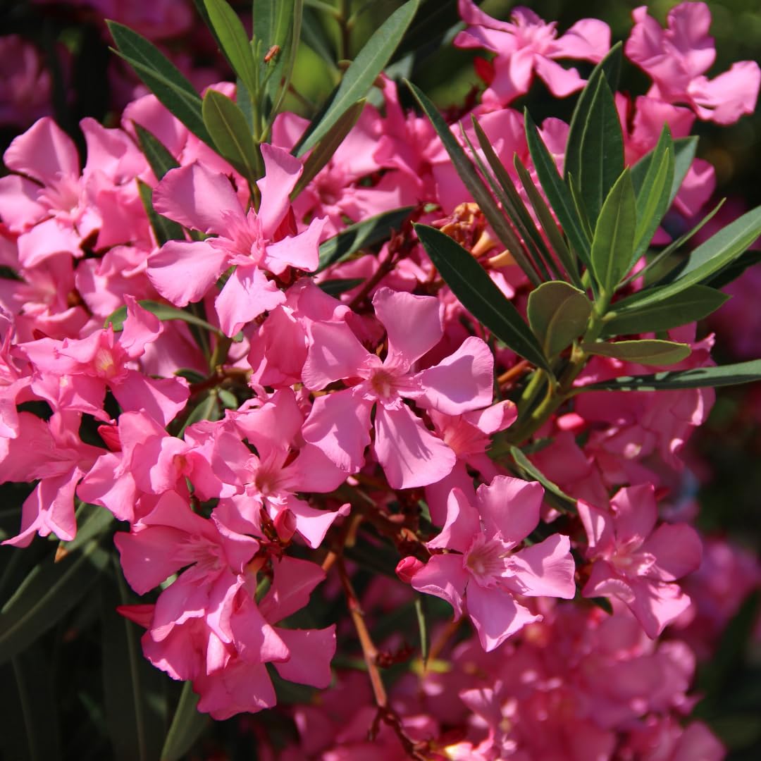 Set of 3 Pink Oleander Plants, Oleander Flower Bushes, Fragrant Flower Plants, 4 to 7 inches Tall for Indoor or Outdoor Planting