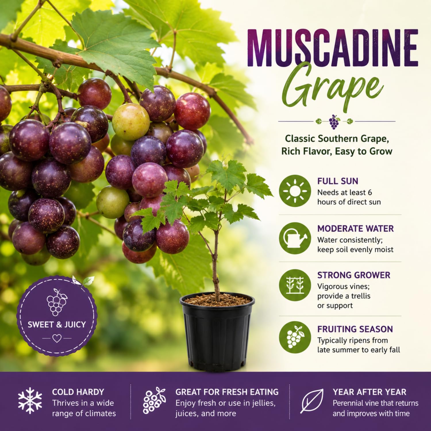 Muscadine Grape Vines Live Plant, Sweet Grape Vines Fruit, Cold Hardy, 20-24'' Tall in Gallon Pot, Seedless Grapes Live Plant for Garden, No Ship to CA