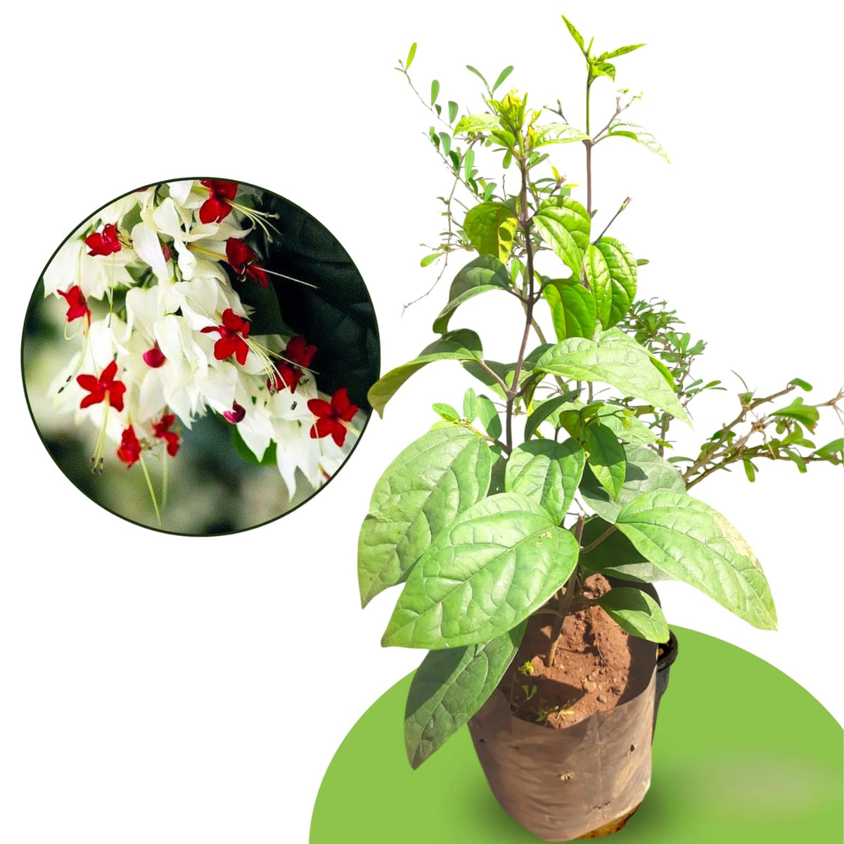 4 White Bleeding Heart Vines Plants Live, Starter Size 4-6" in Tall, Indoor Outdoor Growing Clerodendrum Fragrant Tree