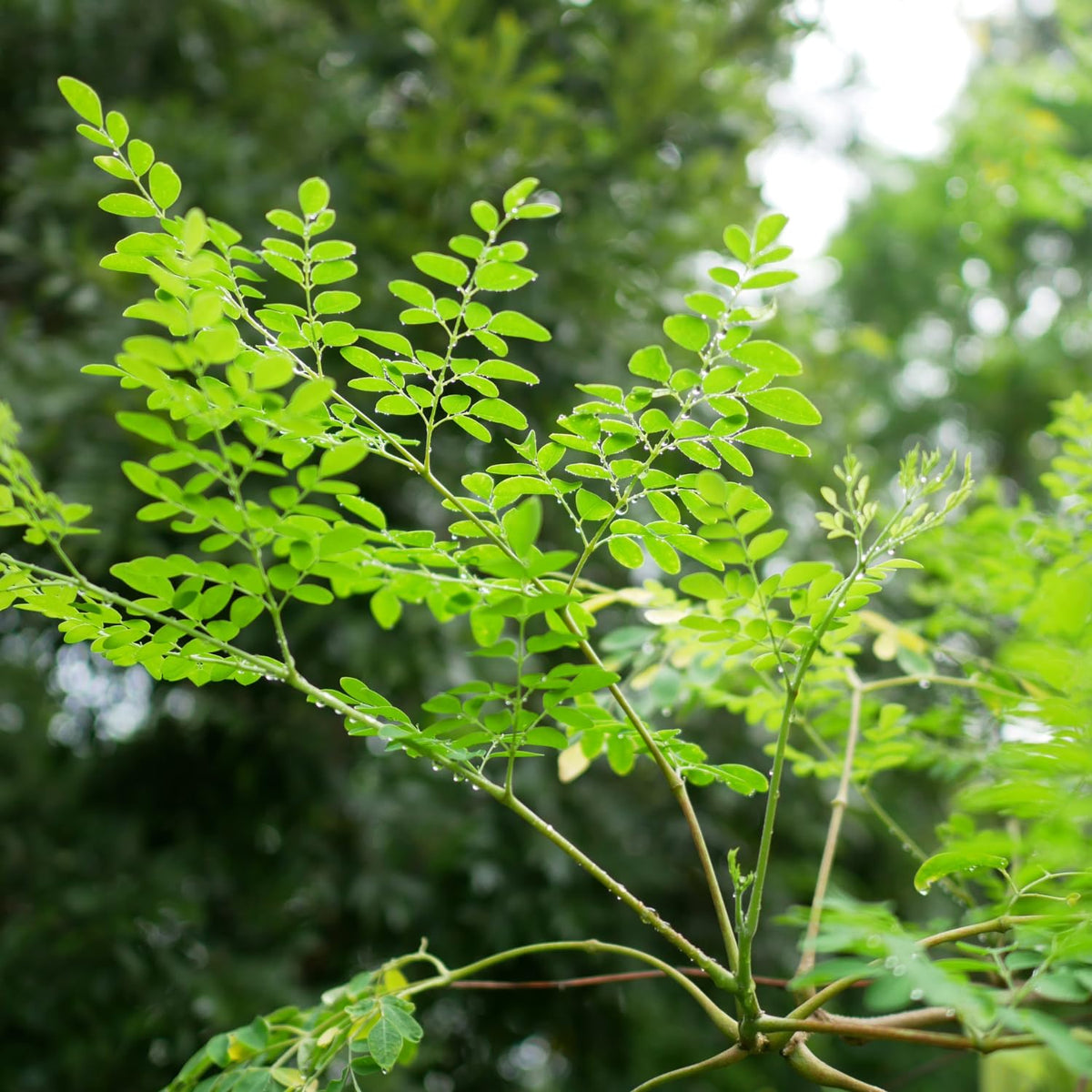 Moringa Tree Plant Live, Moringa Oleifera Drumstick Plant, 1-2 Feet Tall in Gallon Pot, Fast Growing Tree for Home Garden, No Ship to CA