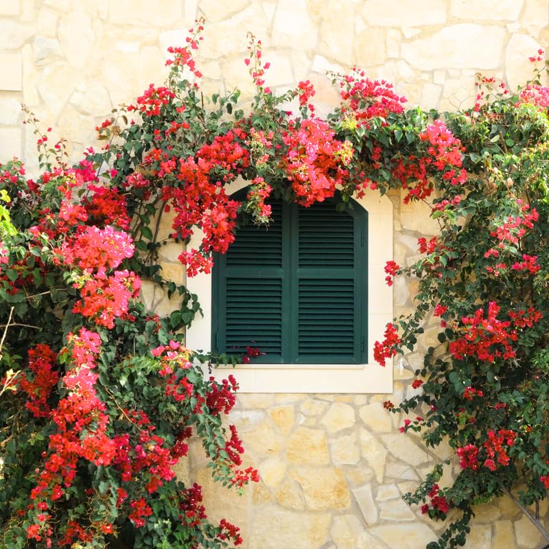 3 Magenta Red Bougainvillea Plants Live, 4-8” Tall Flowering Bougainvillea Vines, Tropical Climbing Plants for Garden or Containers, No Pot
