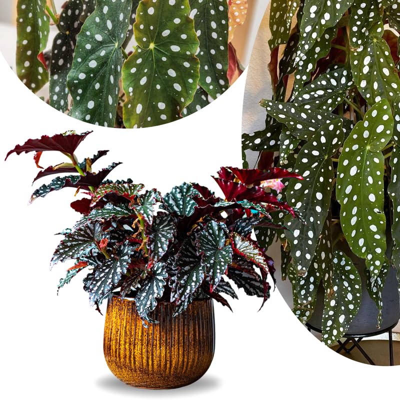 Pack 2 Begonias Plants Live, Maculata Polka Dot Angel Wing Begonia Live Plant for Decorative Houseplants Indoor Outdoor, Spring Vibrant Foliage