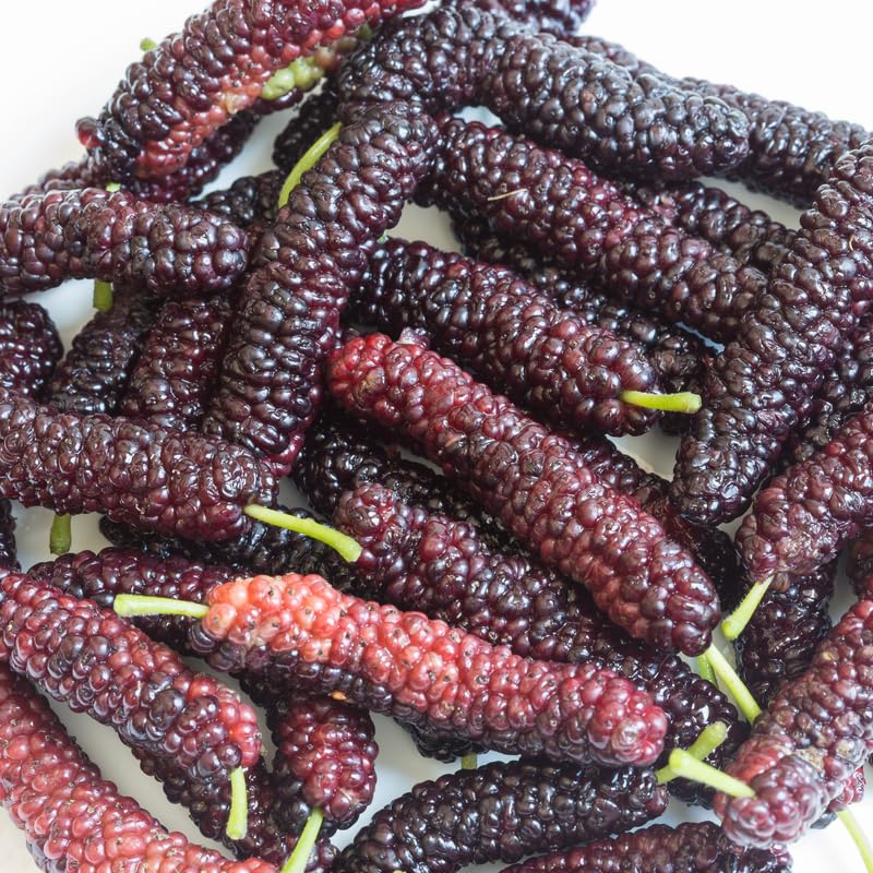 Pakistan Mulberry Tree, 4-8 Inch Hardy Mulberry Tree Live Plant, Sweet Berry Mulberries Fruit Tree Bush Plants for Planting Home Garden, Well Rooted