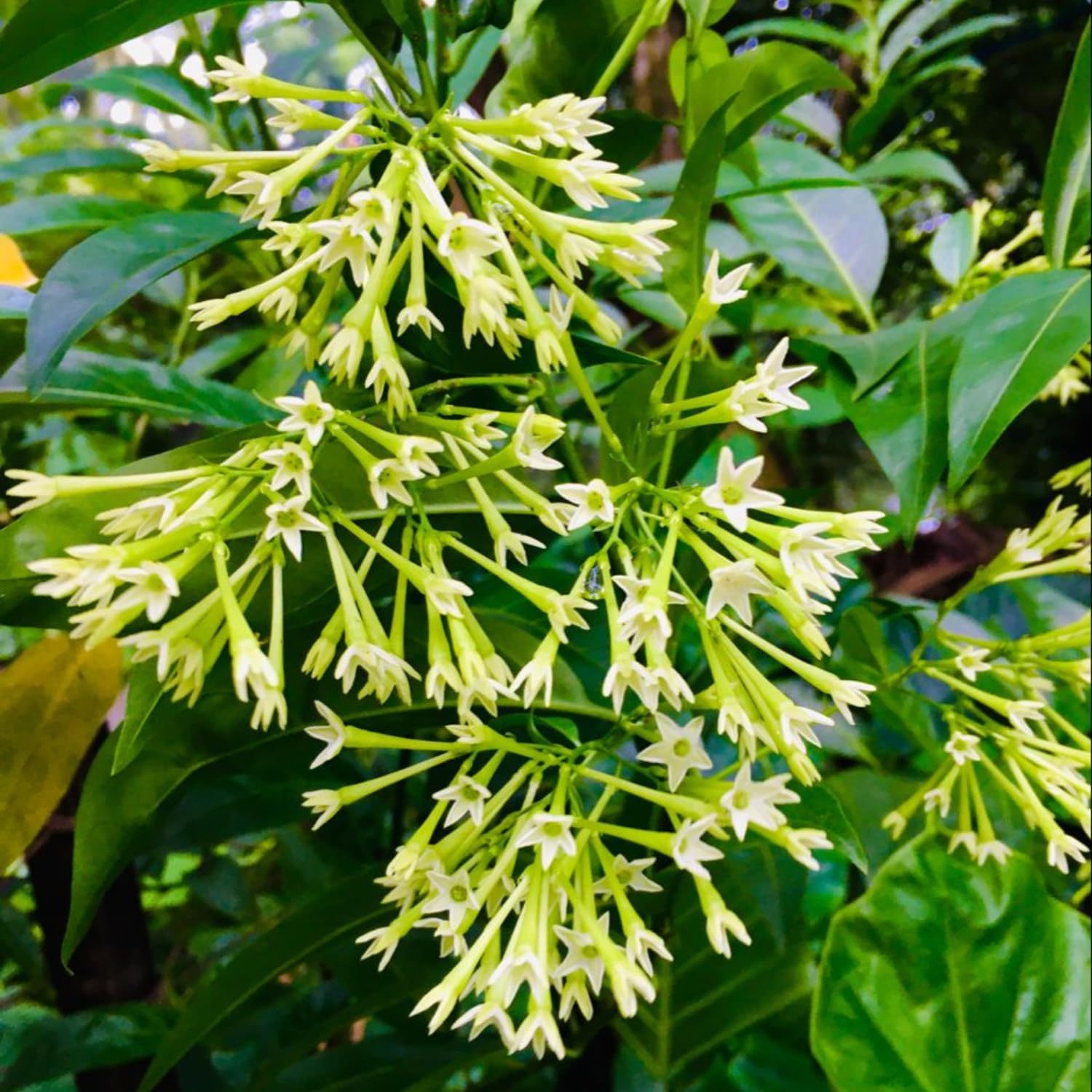 2 Night Blooming Jasmine Live Plants, 4-8'' Tall Fragrant Jasmine Flowers Plant Vine for Planting, White Flowering Starter Plant for Garden or Containers, Well Rooted to Grow