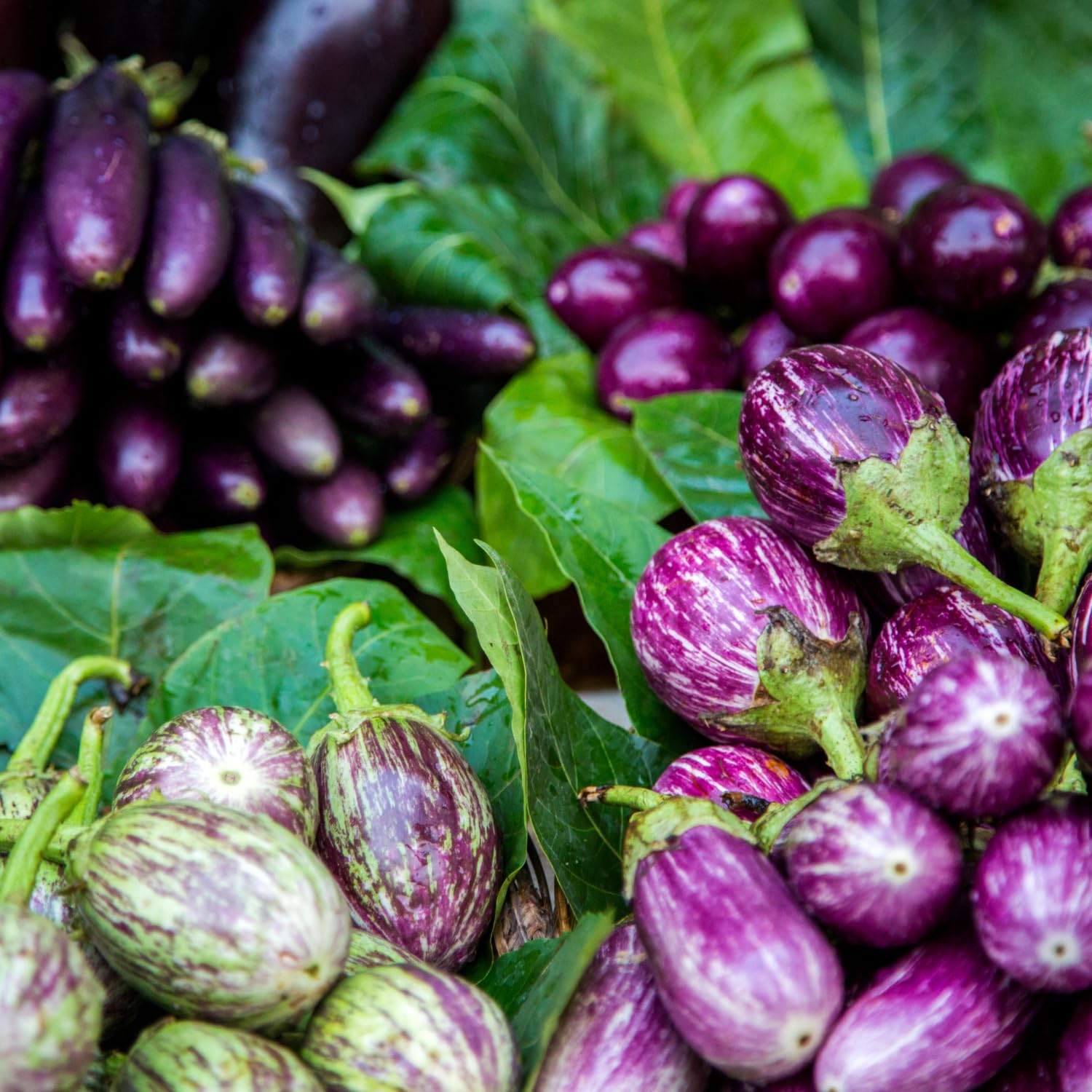 200 Mix Eggplant Seeds for Planting - White, Purple, Green Eggplant Varieties - Vegetable Seeds