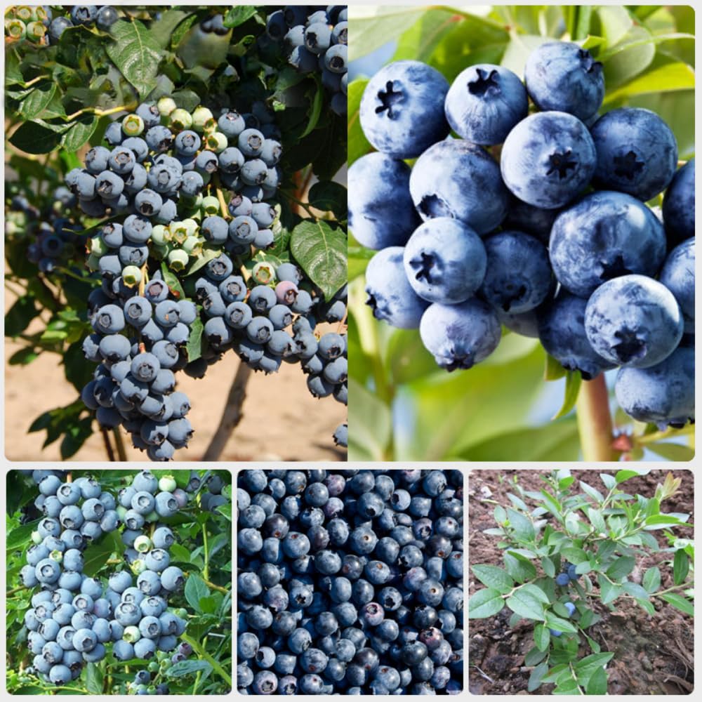 2 Year Old Blueberry Bush Tree Live Plant 1-2Feet Tall in 1 Gallon Pot, Blueberries Plants, High Yielding, Ready to Fruit