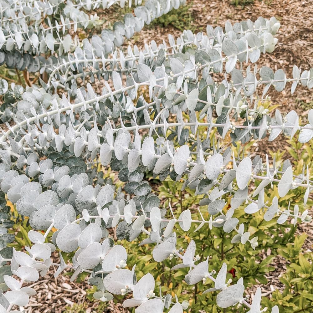 Pack 2 Silver Dollar Eucalyptus Tree, Eucalyptus Plant for Planting from 4 Inches