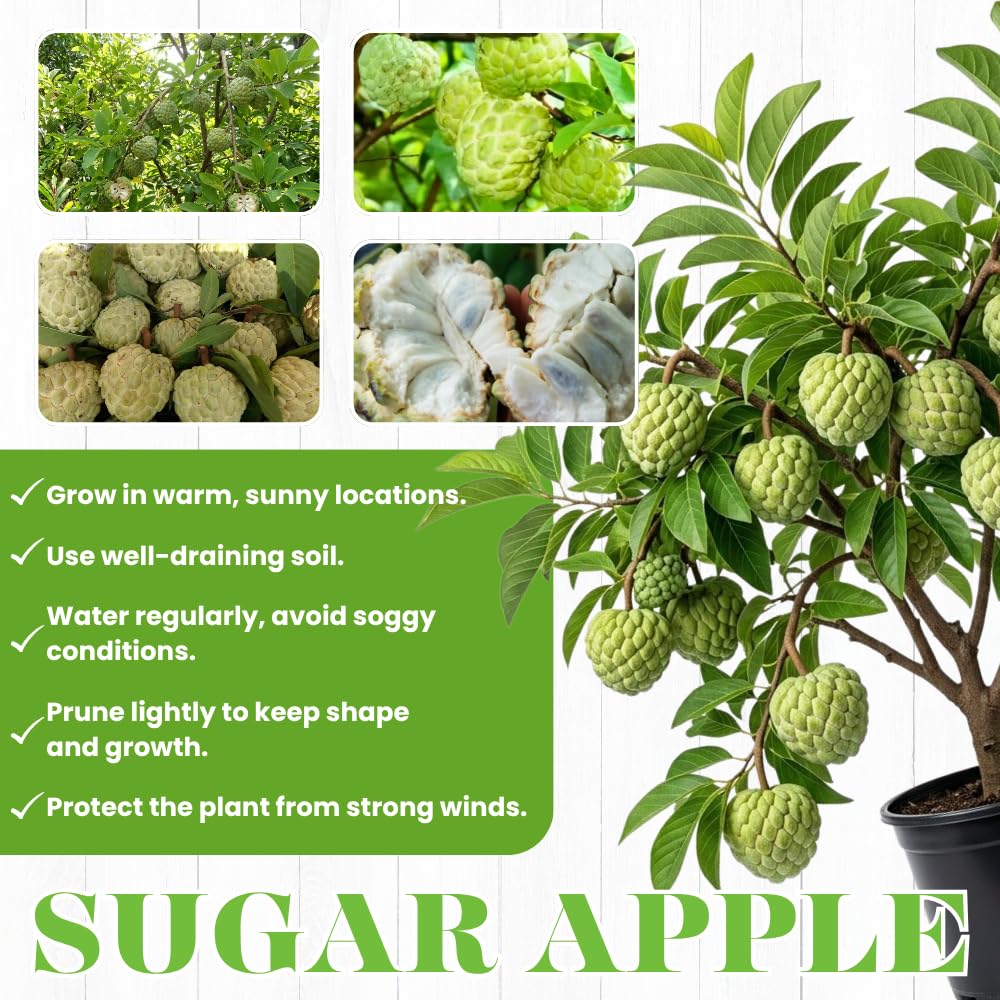Apple Plant Live, Sweet Tropical Fruit, Sugar Apple Fruit Tree 2-3 Feet Tall in 3 Gallon Pot, Outdoor Planting, No Ship to CA (Green Sugar Apple)