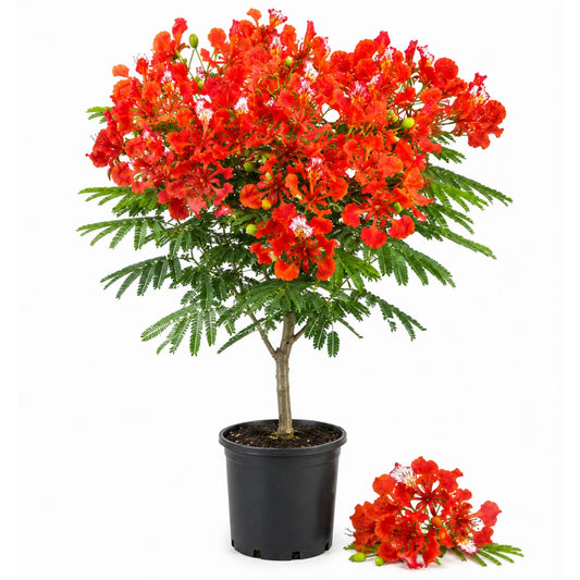 Royal Poinciana Flamboyant Tree 3 Ft Tall in 1 Gal Pot, Live Tropical Flowering Tree for Patio, Container and Backyard Planting, Fast Growing Shade Tree, No CA