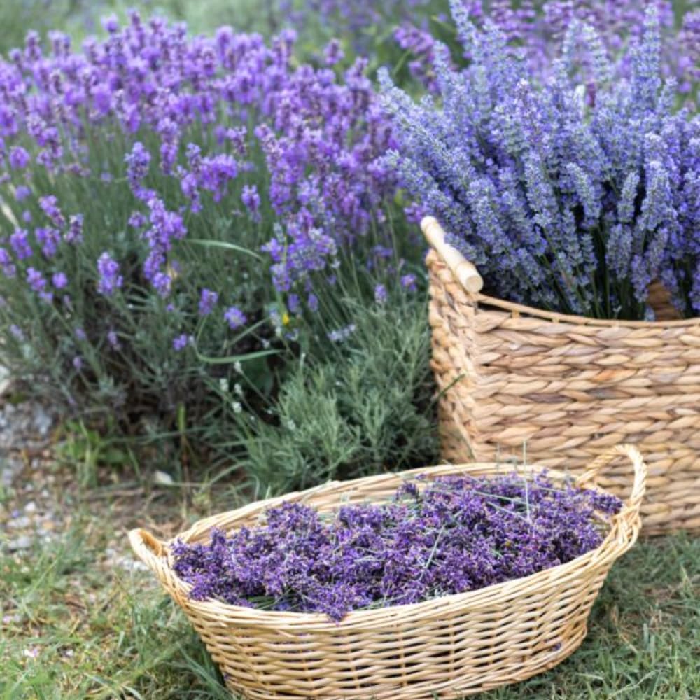 2 Lavender Plants, Live Lavender Flower Plant 2 to 4 Inch, Fragrant Shrub Indoor Outdoor Planting (Provence)