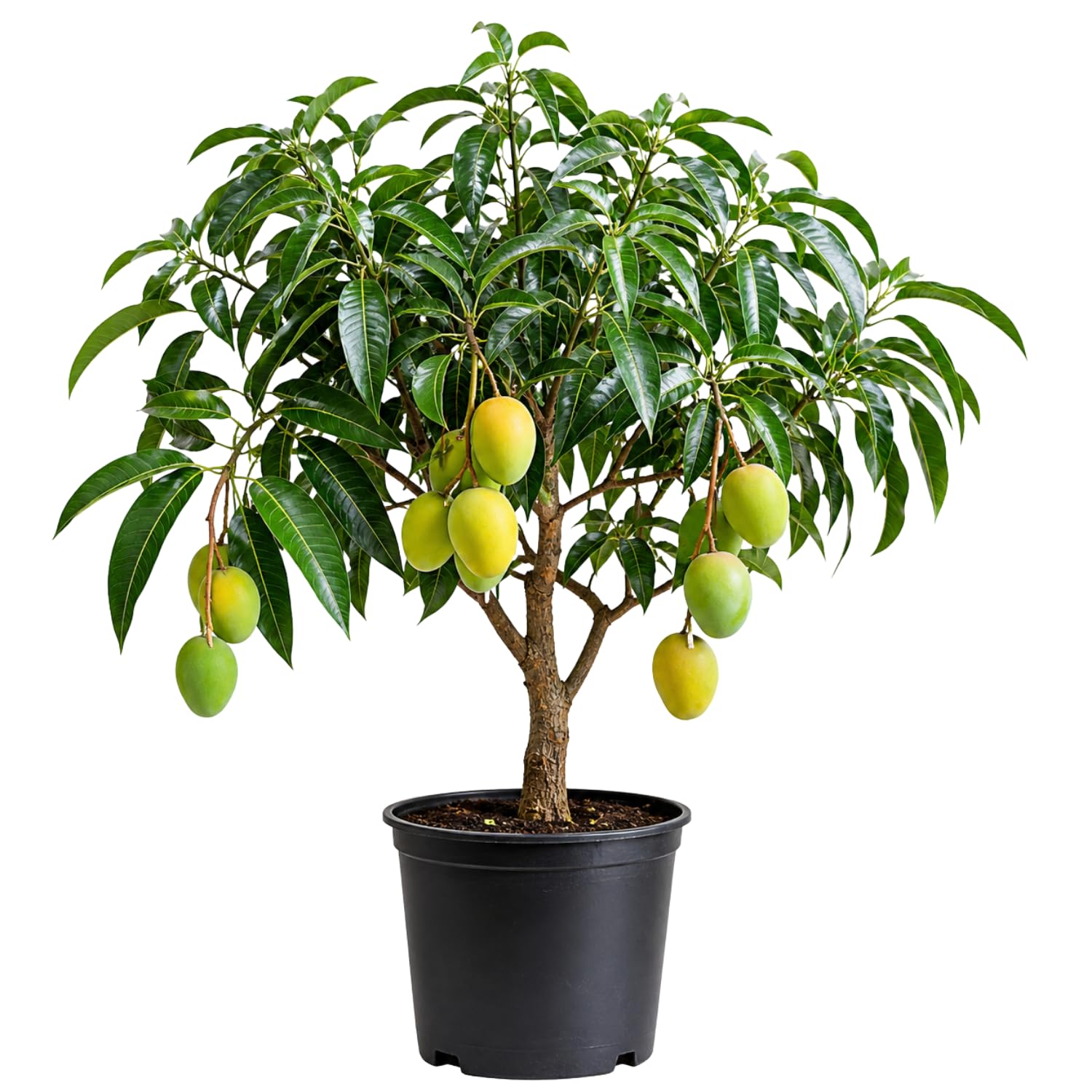 Carie Mango Tree Live Plant 2.5-3 Ft Tall, Tropical Fruit Tree for Garden Planting, Outdoor Mango Plant in 3 Gallon Pot, No Ship to CA