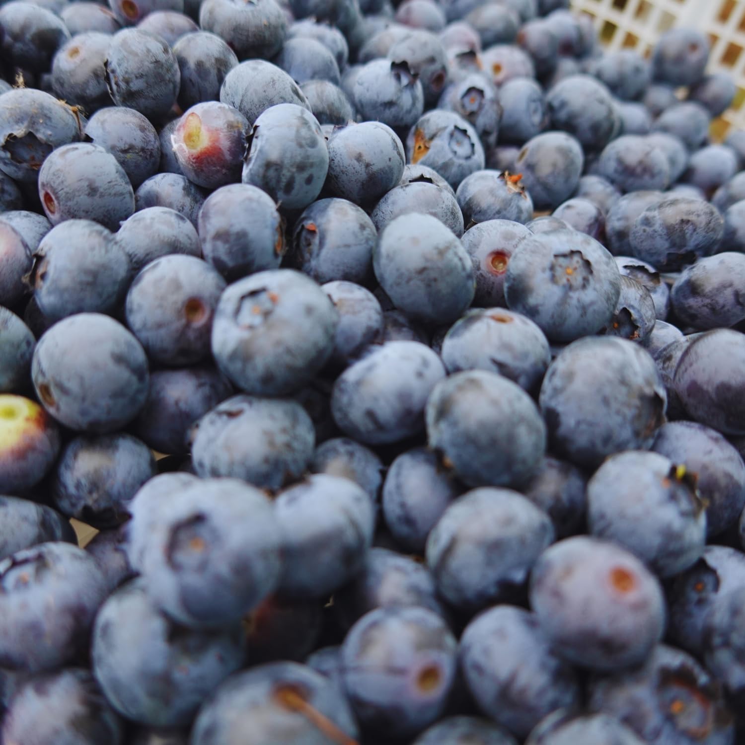Blueberry Bushes Live Plant, Blueberry Plant, Blueberries Plants, 2-3 Feet Tall, Sweet Fruit Garden, No Ship to CA