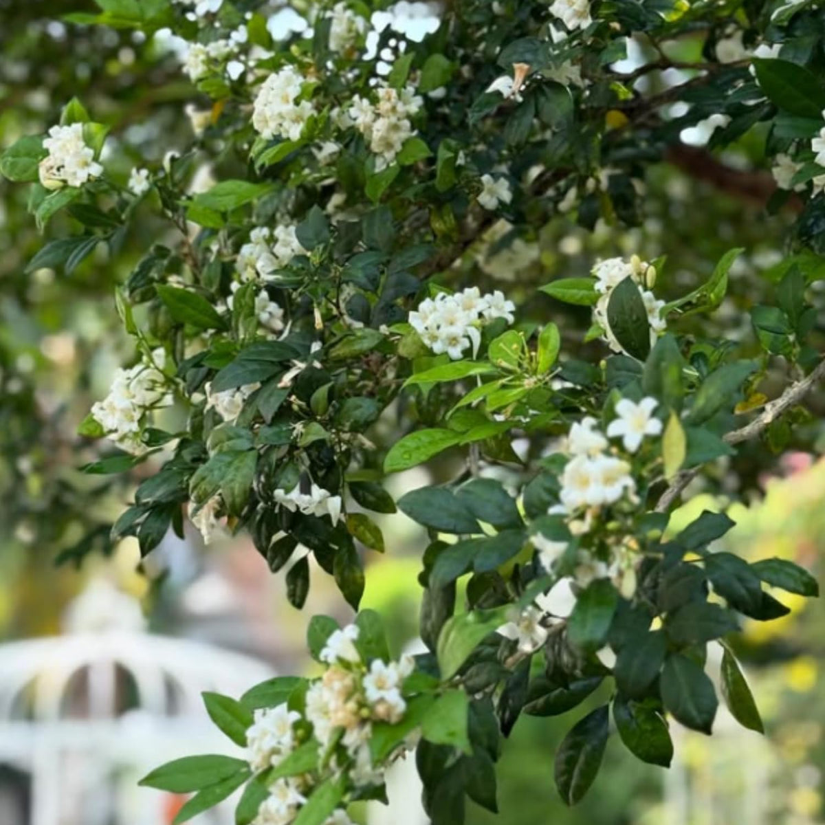 Orange Jasmine Plant Live, Fragrant White Blooming Vine, 2-3 Feet Tall in 3 Gallon Pot, Outdoor Garden Climbing Plant, No Ship to CA