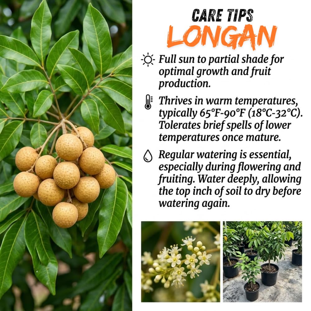 Tropical Longan Tree Live Plant, 3 Gallon Pot 2-3 Ft Tall, Garden Ready Fruit Plant for Patio and Outdoor Growing, No Ship to CA
