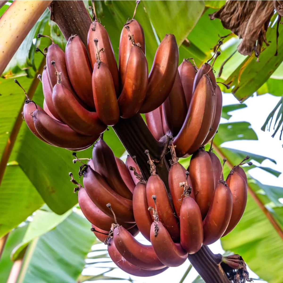 Rare Banana Tree Live Plant, 4-8" Tall, Banana Plant Live Well Rooted, Cold Hardy Tropical Banana Fruit Seedling (Red Banana Plant)