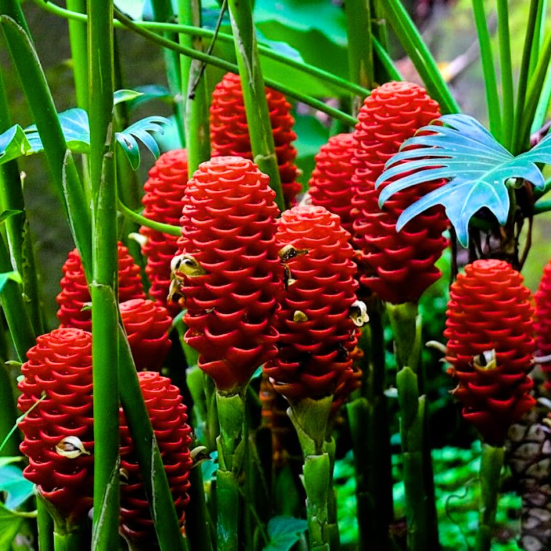 Ginger Curcuma Live Plant for Outdoor Planting, Very Hardy, Herbs Plants Perennial for Zones 8 to 11, Size 5-9" in Tall, No Pot, Shampoo Ginger Red Color