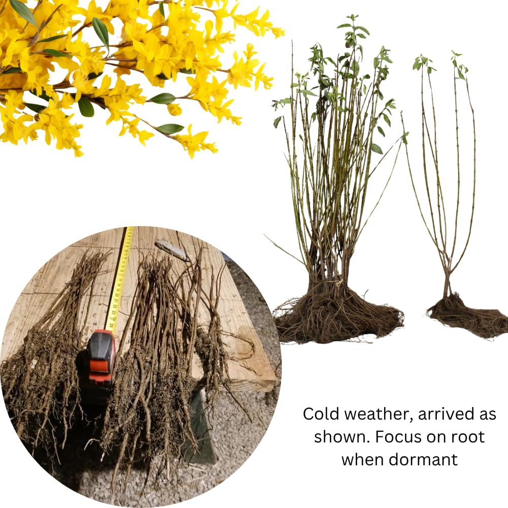 Set of 2 Forsythia Plants Live, Lynwood Forsythia Live Trees Bare Root 6-12" Tall, Dormant Hardy Flowering Shrubs for Outdoor Planting
