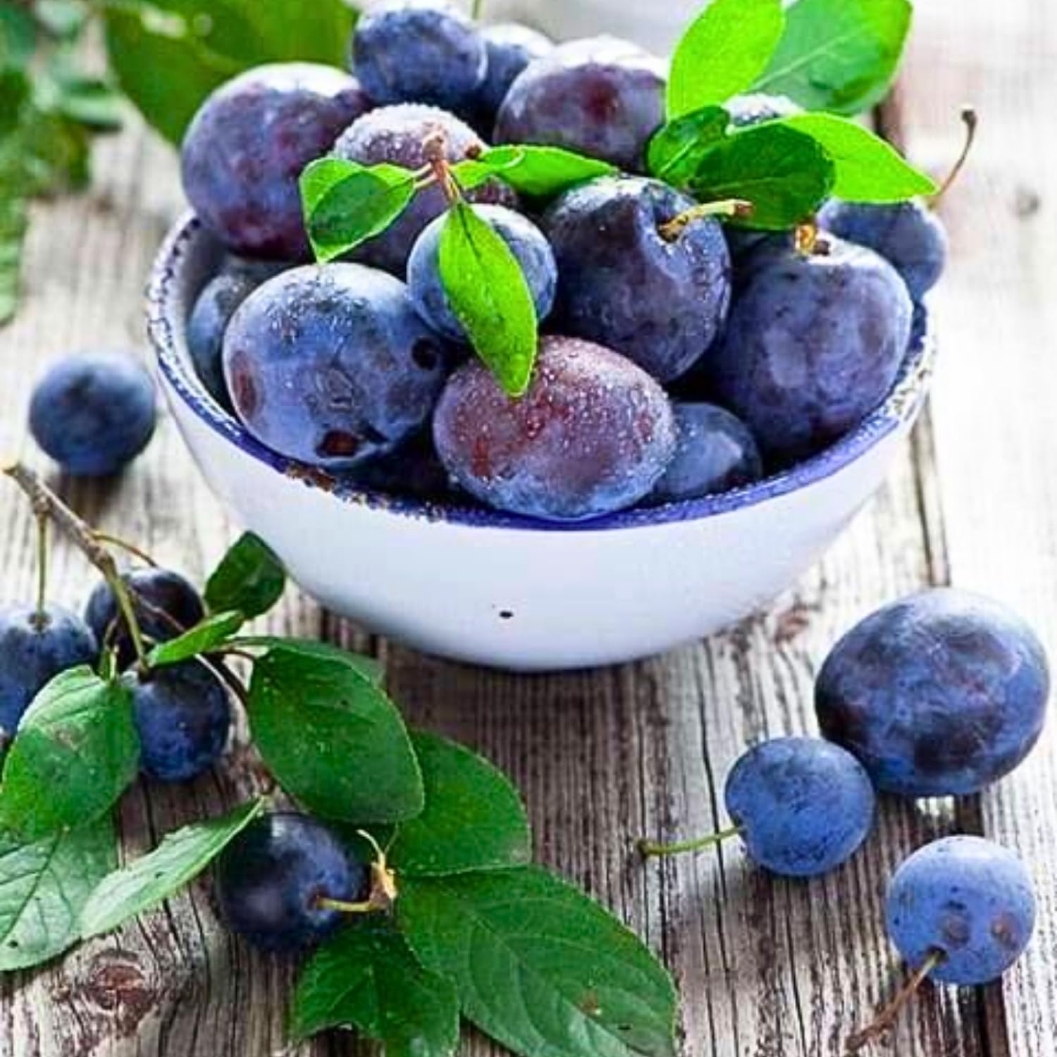 Dark Purple Plum Tree 3-4 Ft Tall, 2 Years Old Sweet Plum Fruits, Cold Hardy, Bareroot, Ready for Growing Outdoors