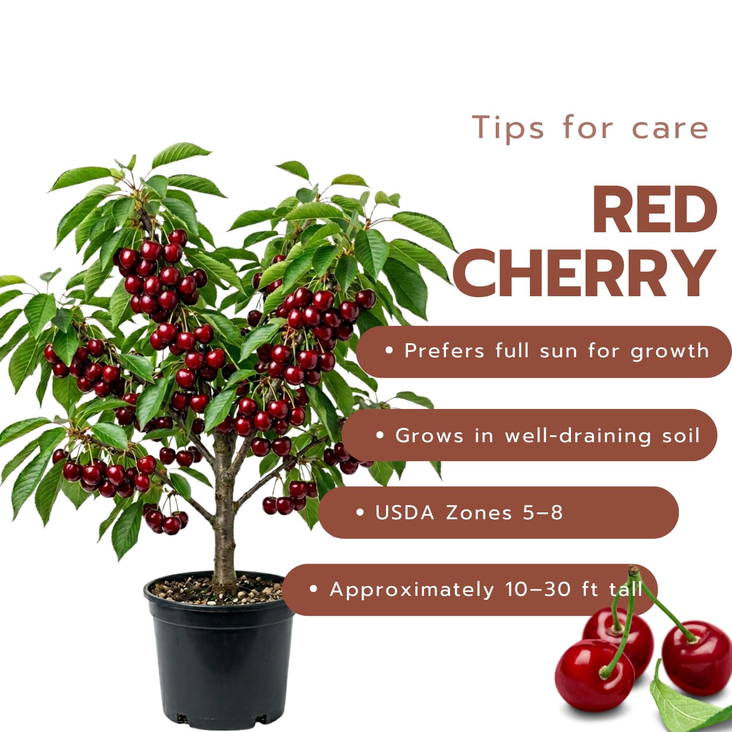 Cherry Tree Live Plant, Cherry Fruit Plant 3-4 Feet Tall in 3 Gallon, Sweet Fruit Tree, Cold Hardy for Outdoor Growing (Red Cherry)