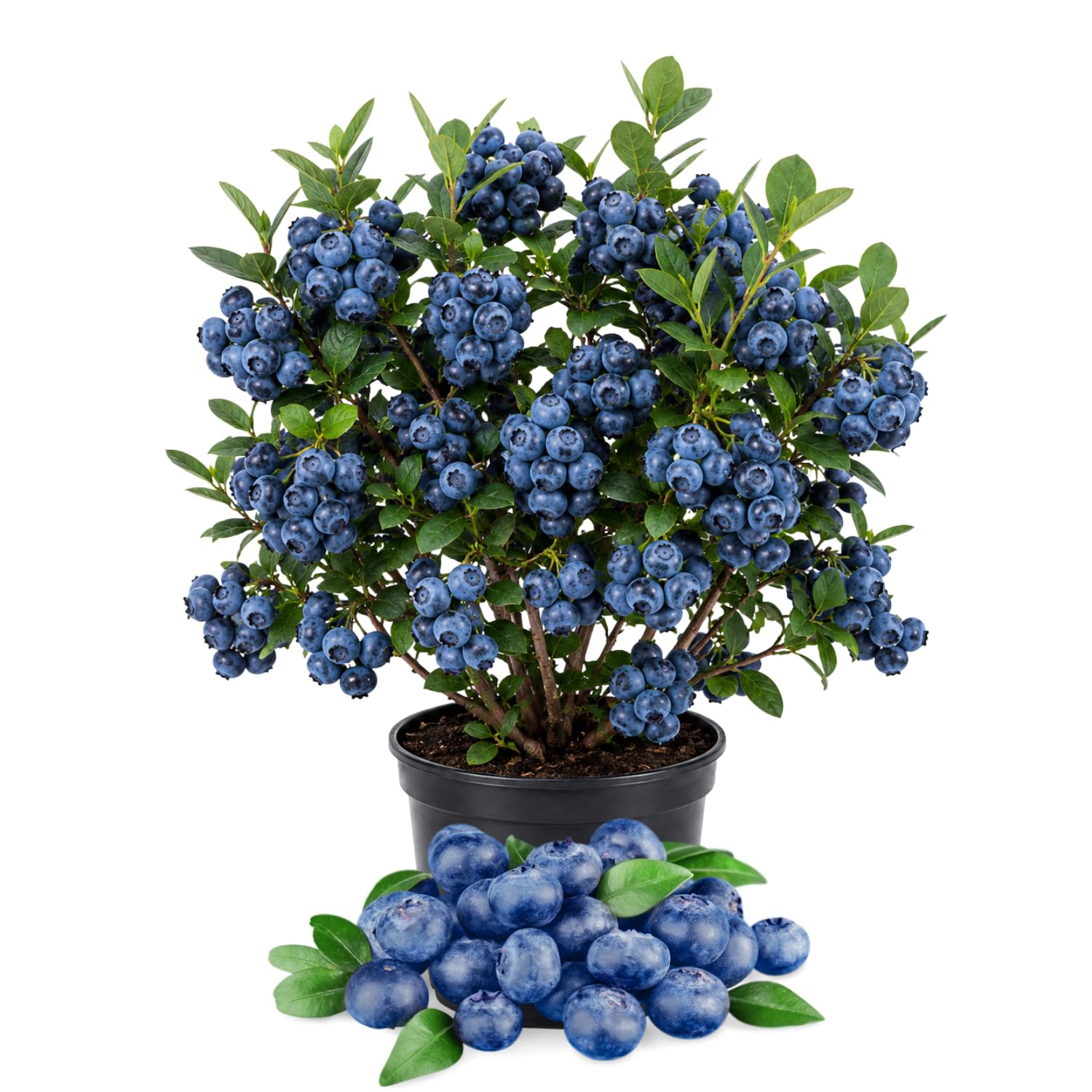 Blueberry Plant Live 1-2 Ft Tall, Fruit Bearing Already, Sweet Blueberries Fruit Tree for Garden, Patio, and Container Growing, 1 Gallon Pot (Austin Blueberry)