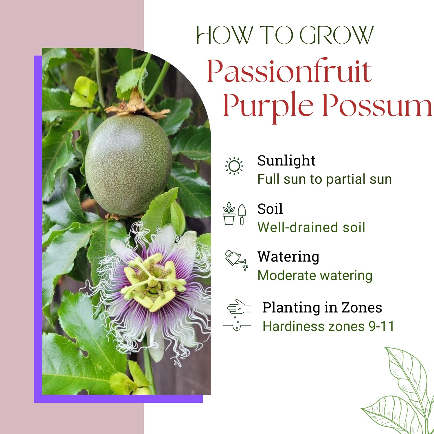 Purple Possum Passion Fruit Plant Live, Passionfruit Vine Plant, Perennial Fruit Vine, 4 to 7 Inc Heights, Outdoor Planting